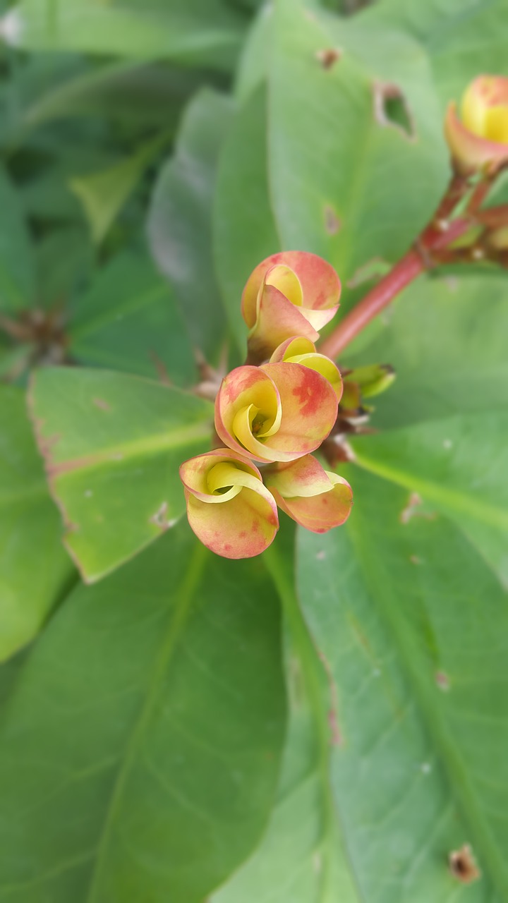 flower  leaf  bloom free photo