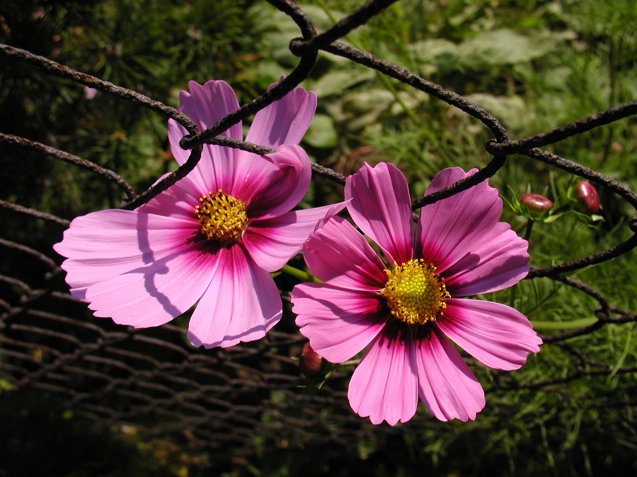 flower macro garden free photo