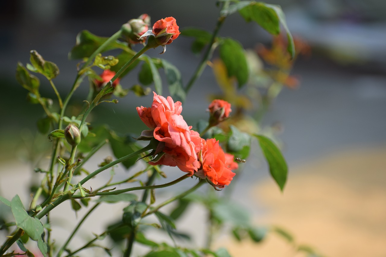 flower  pink rose  rose free photo