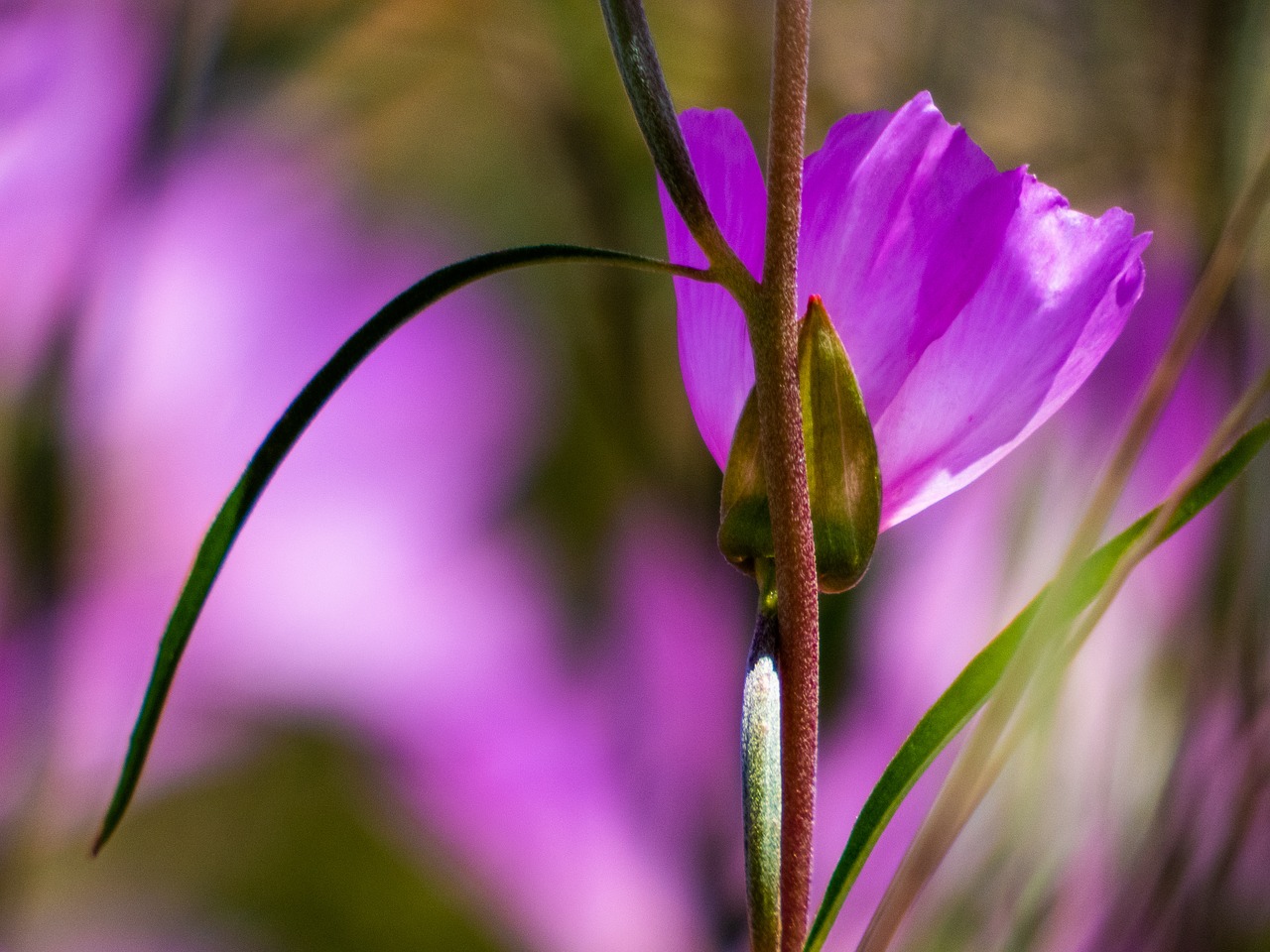 flower  purple  plant free photo