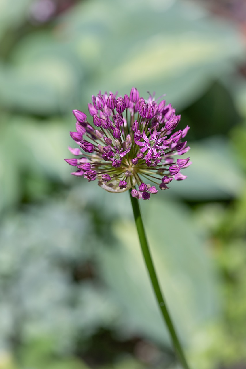 flower  purple  purple flower free photo