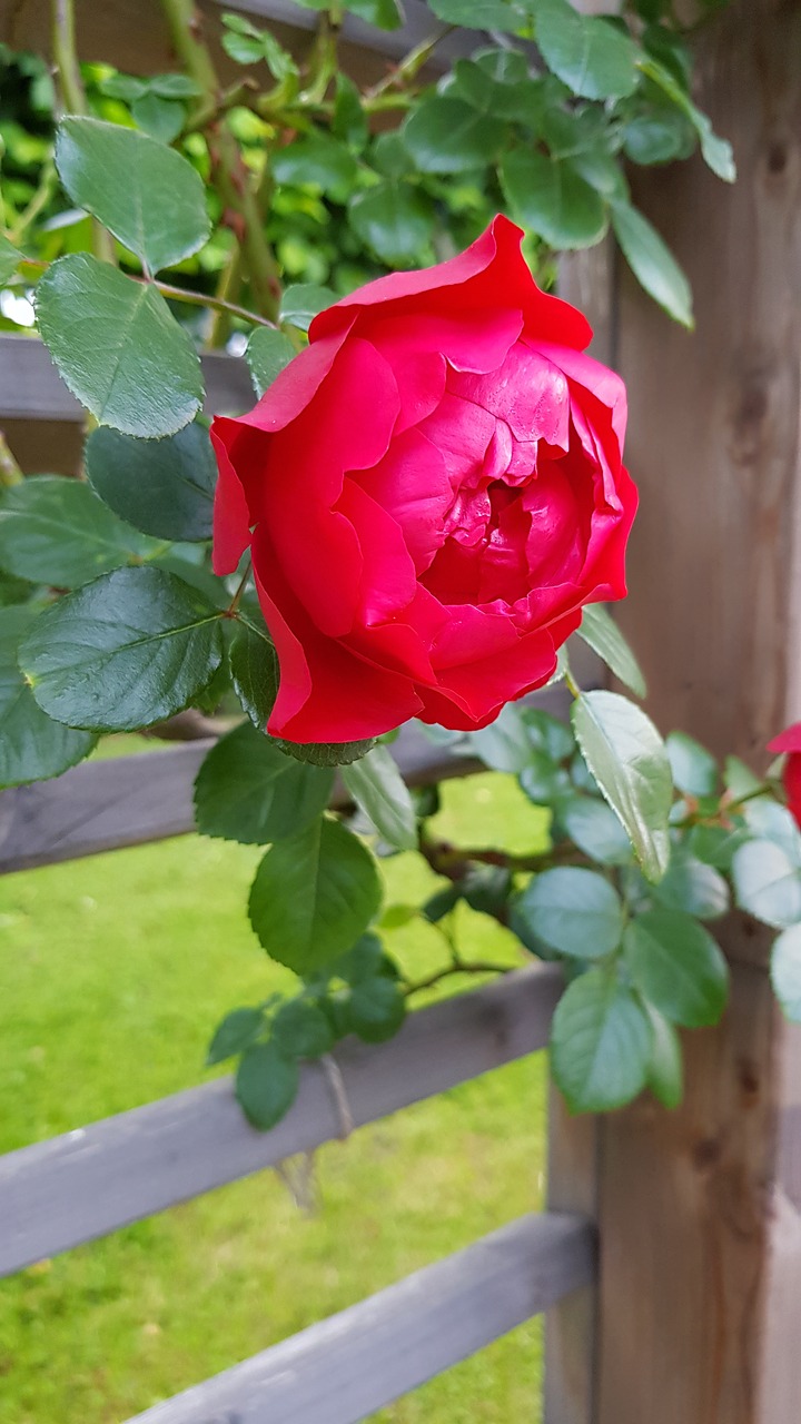 flower  rose  nature free photo