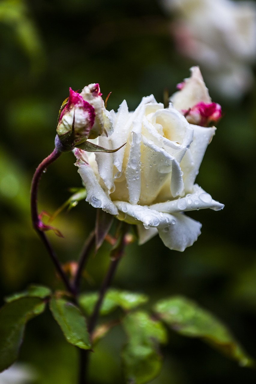 flower  rose  white free photo