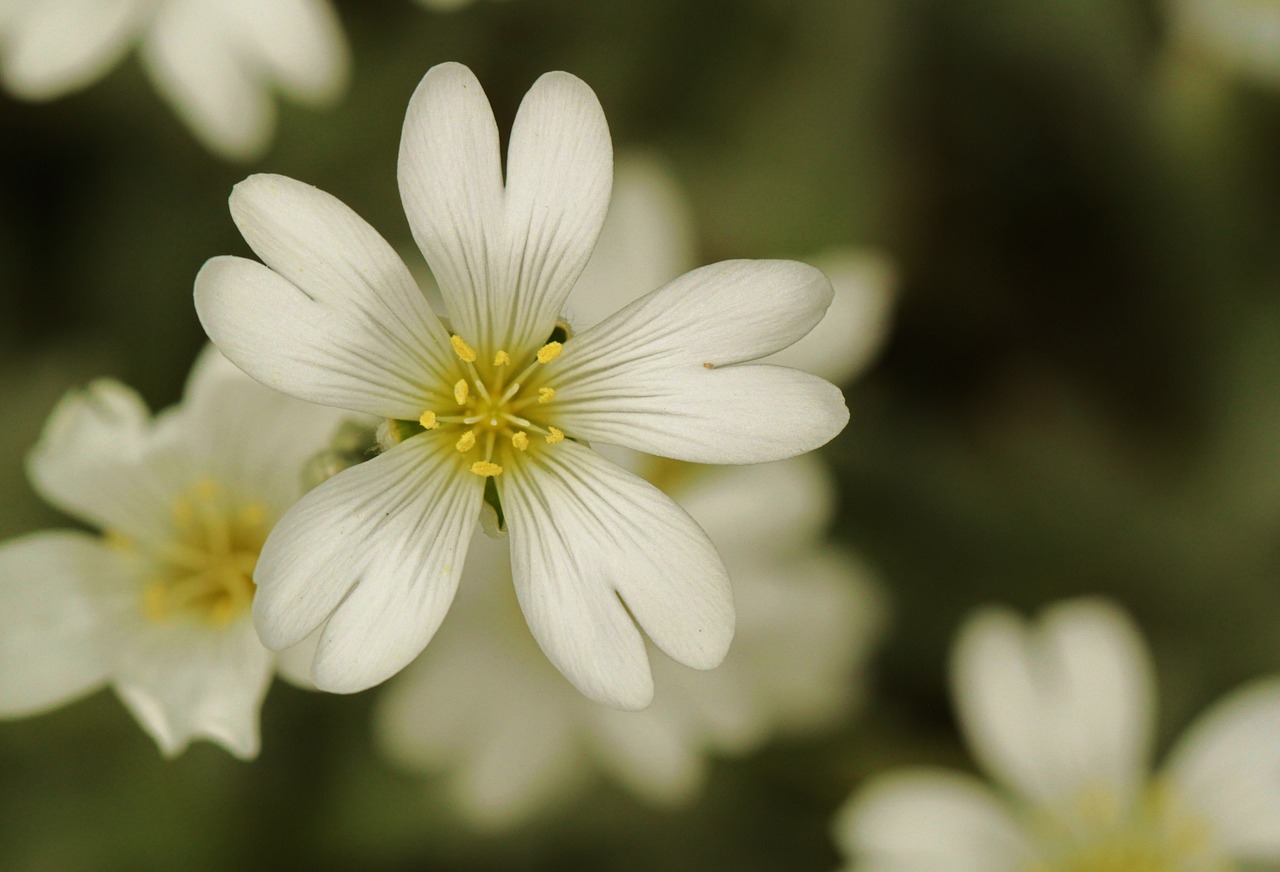 blossom bloom flowers free photo