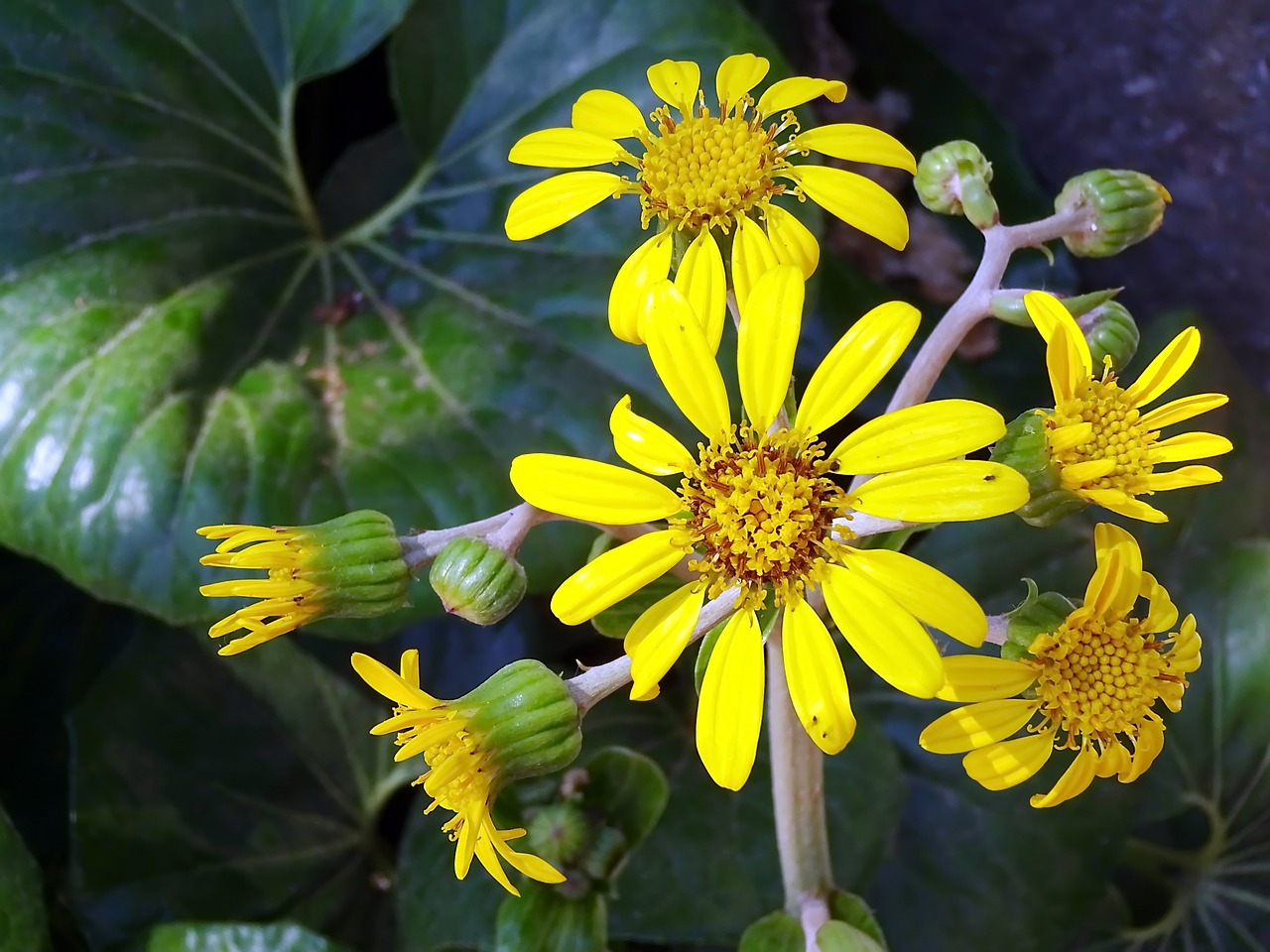 flower  bouquet  yellow free photo