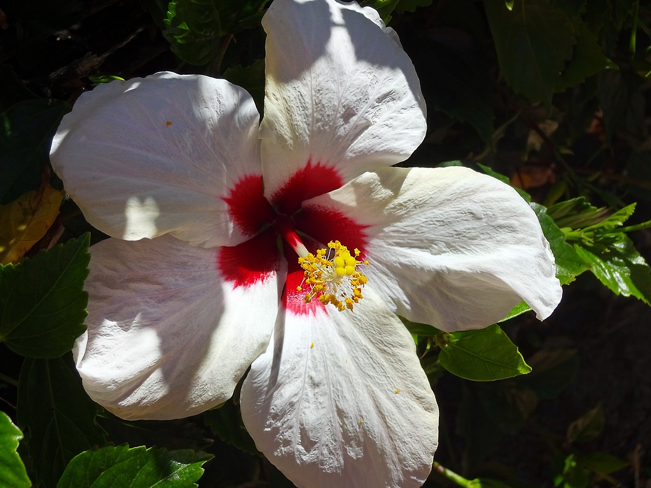 flower  white  throat red free photo