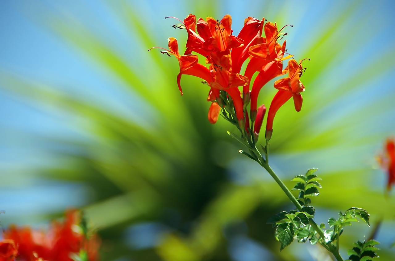 flower  orange  exotic free photo