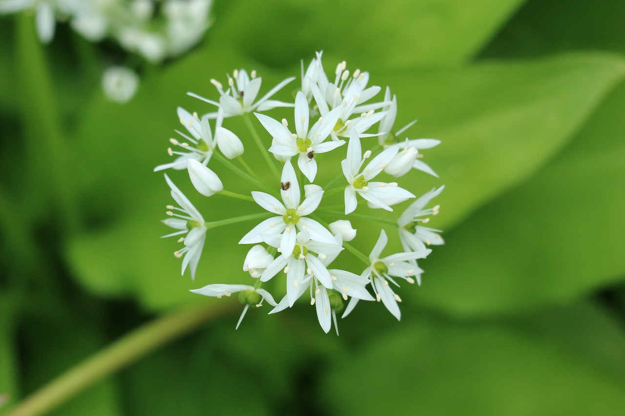 flower  garden  nature free photo