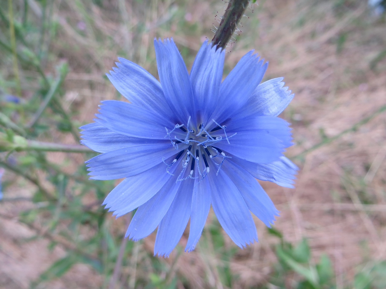 flower  blue  green free photo