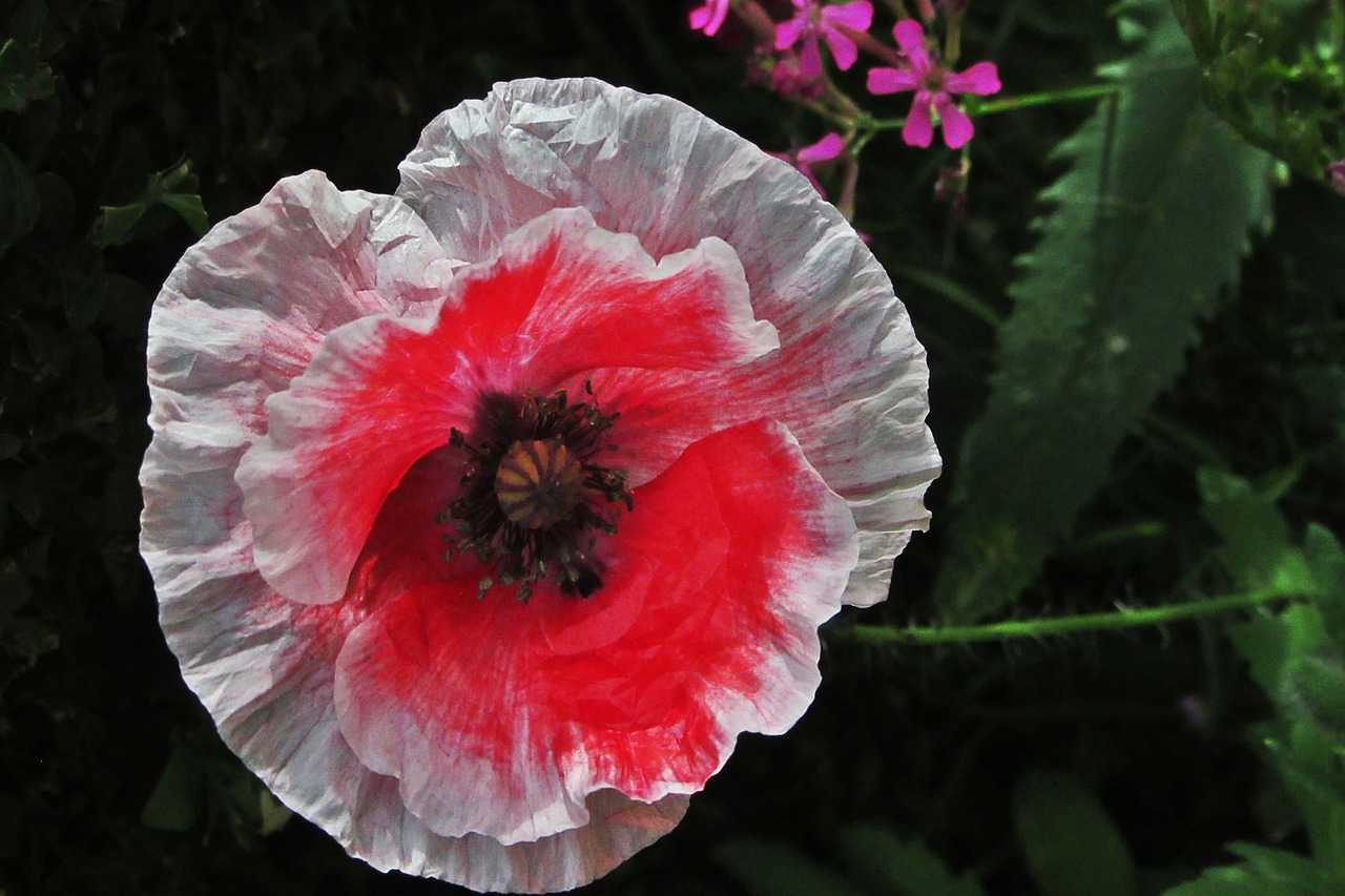 flower  poppy  red flower free photo