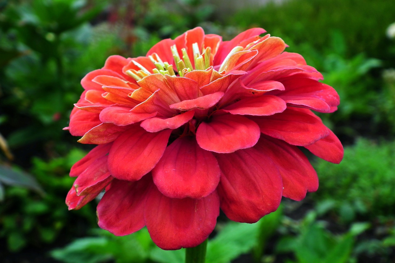 flower  zinnia  summer free photo