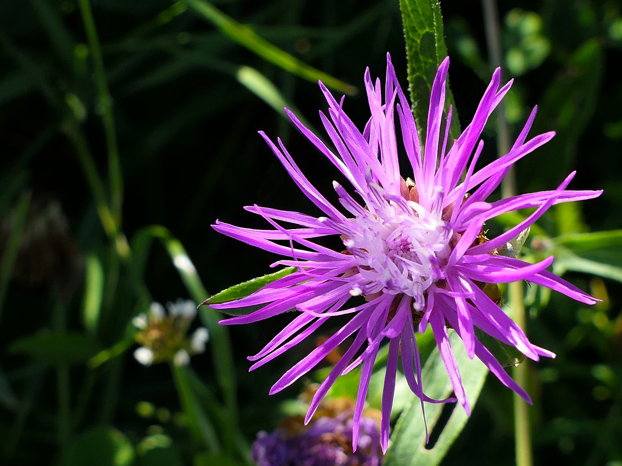 flower  violet  star free photo