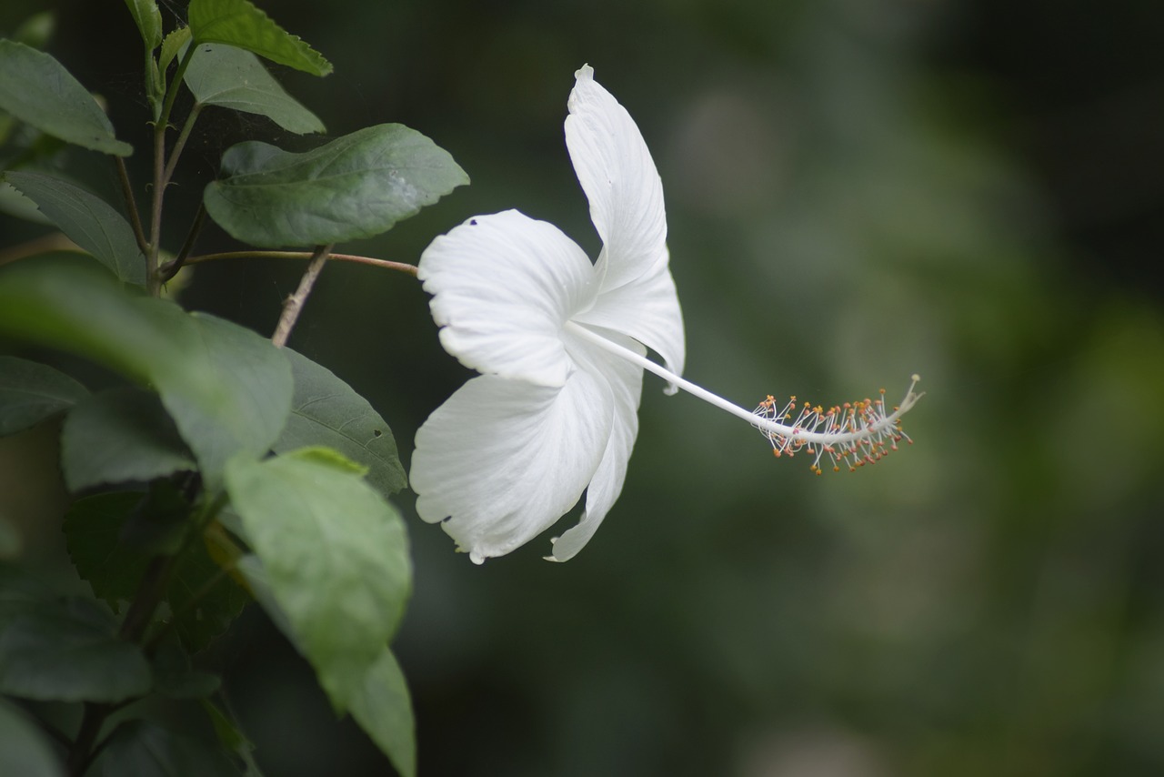 flower  white  summer free photo