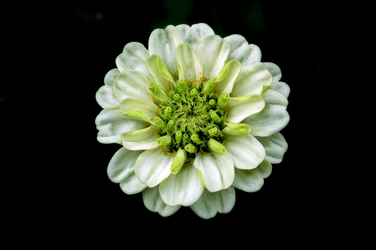 flower  zinnia  white free photo