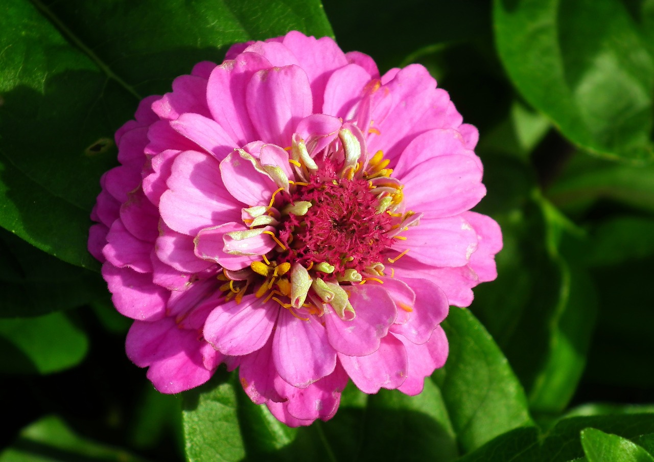 flower  zinnia  summer free photo