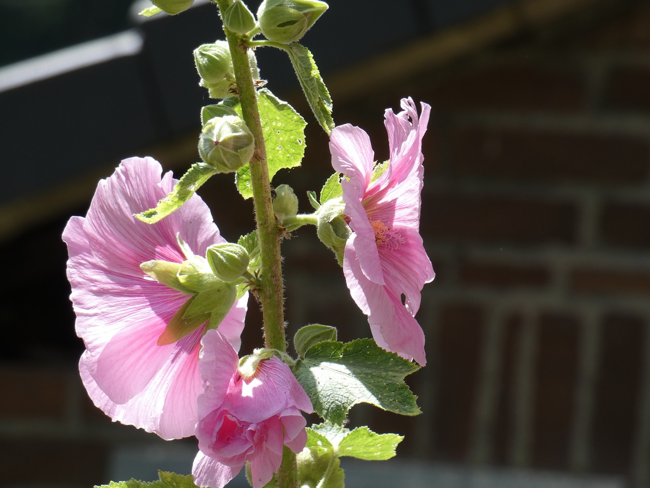 flower  pink  farm free photo