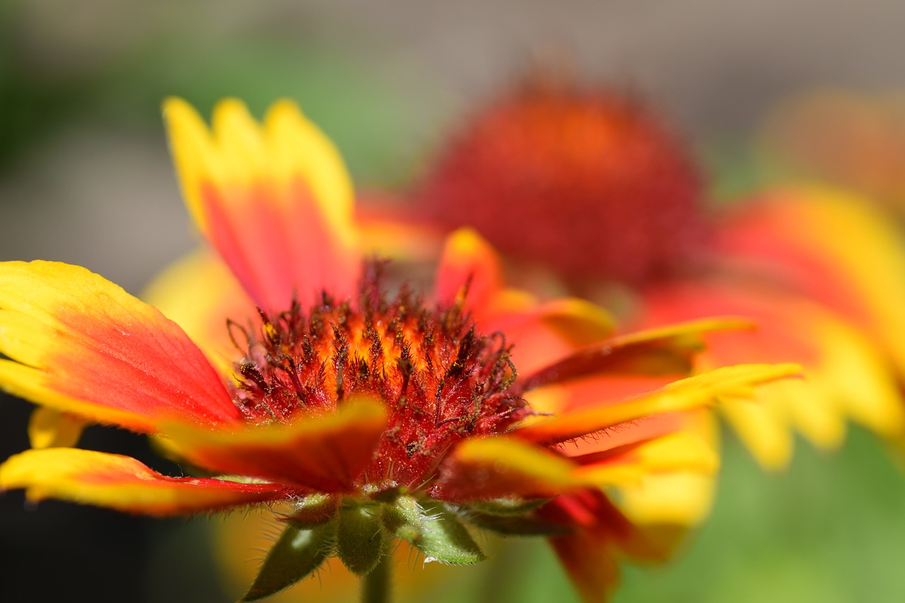 flower  red  yellow free photo