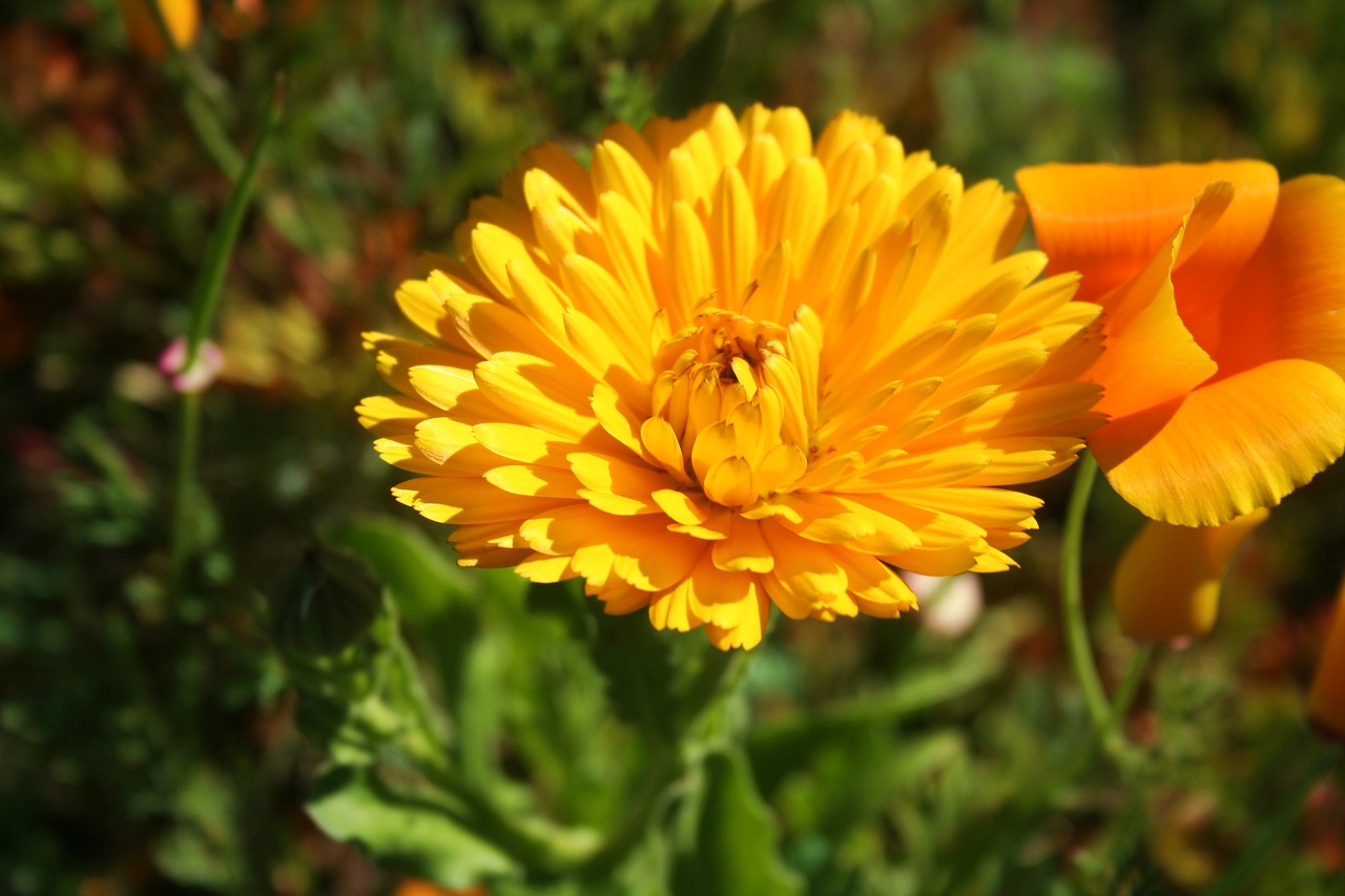 flower  close up  nature free photo