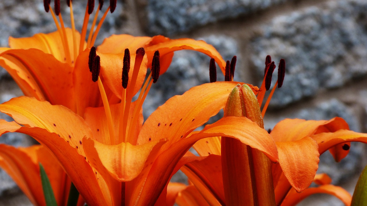 flower  garden  summer free photo