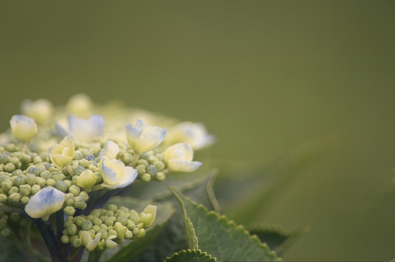 flower  romance  memorial free photo