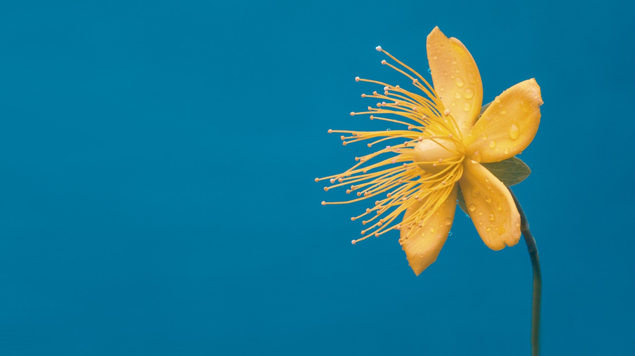 flower  yellow  macro free photo