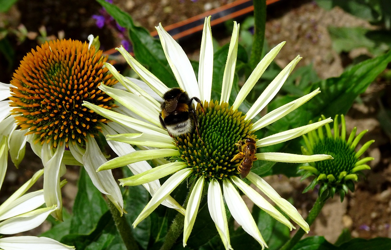 flower  bee  hummel free photo