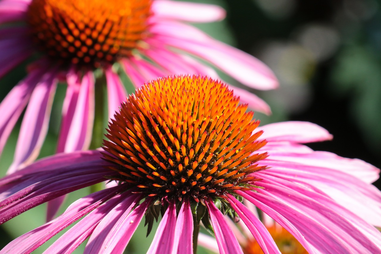 flower  close up  nature free photo