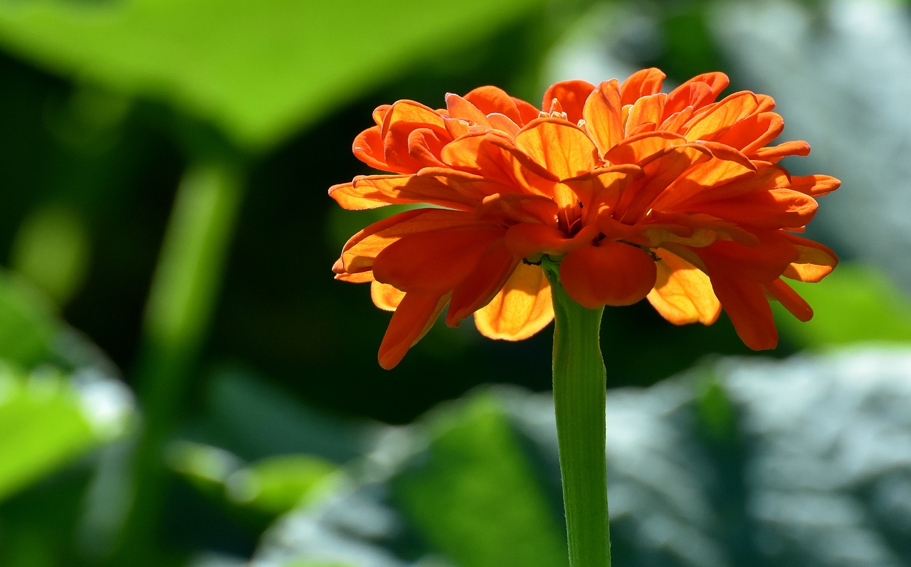 flower  orange  summer free photo