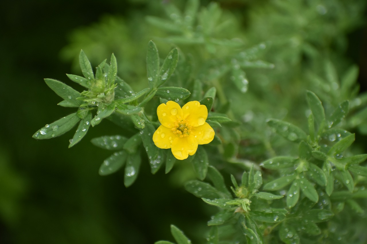 flower  yellow  kuril tea free photo