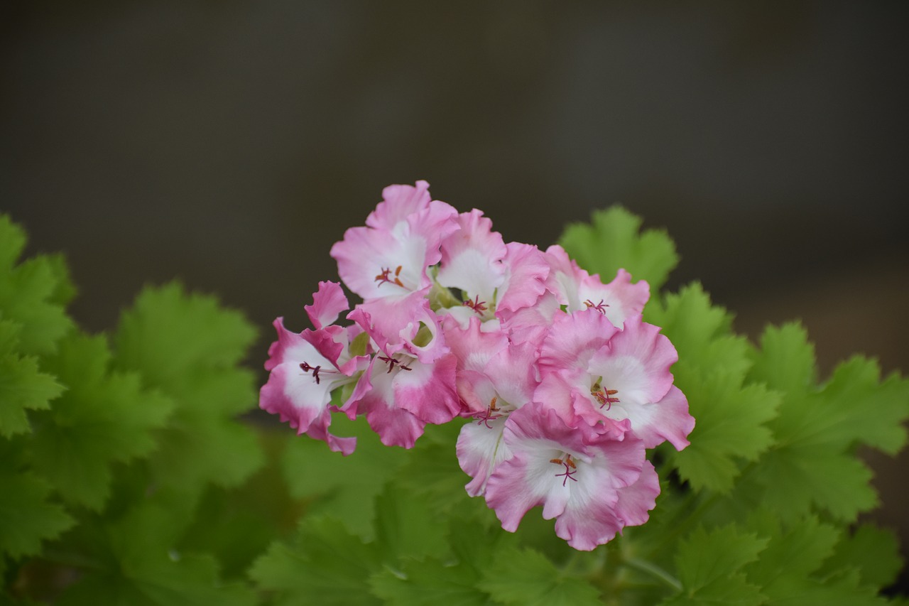 flower  home  bloom free photo