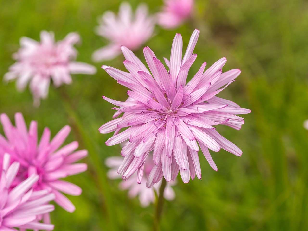 flower  blossom  bloom free photo