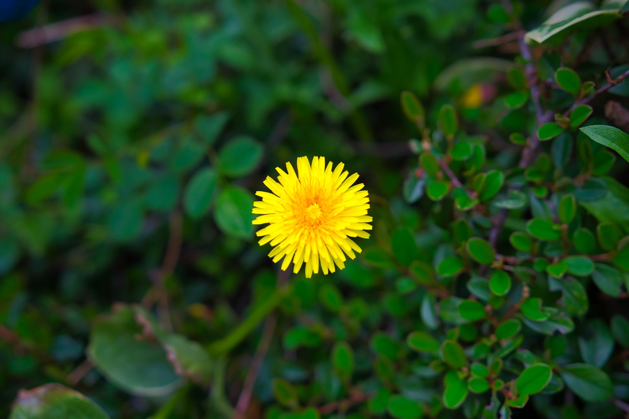 flower  blooms  meadow free photo