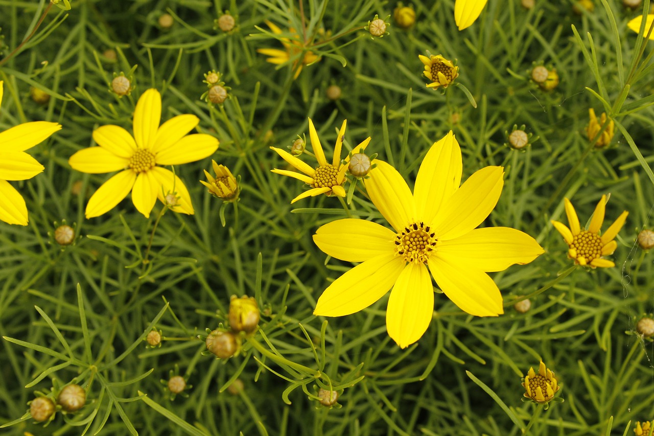 flower  yellow  blooms at free photo