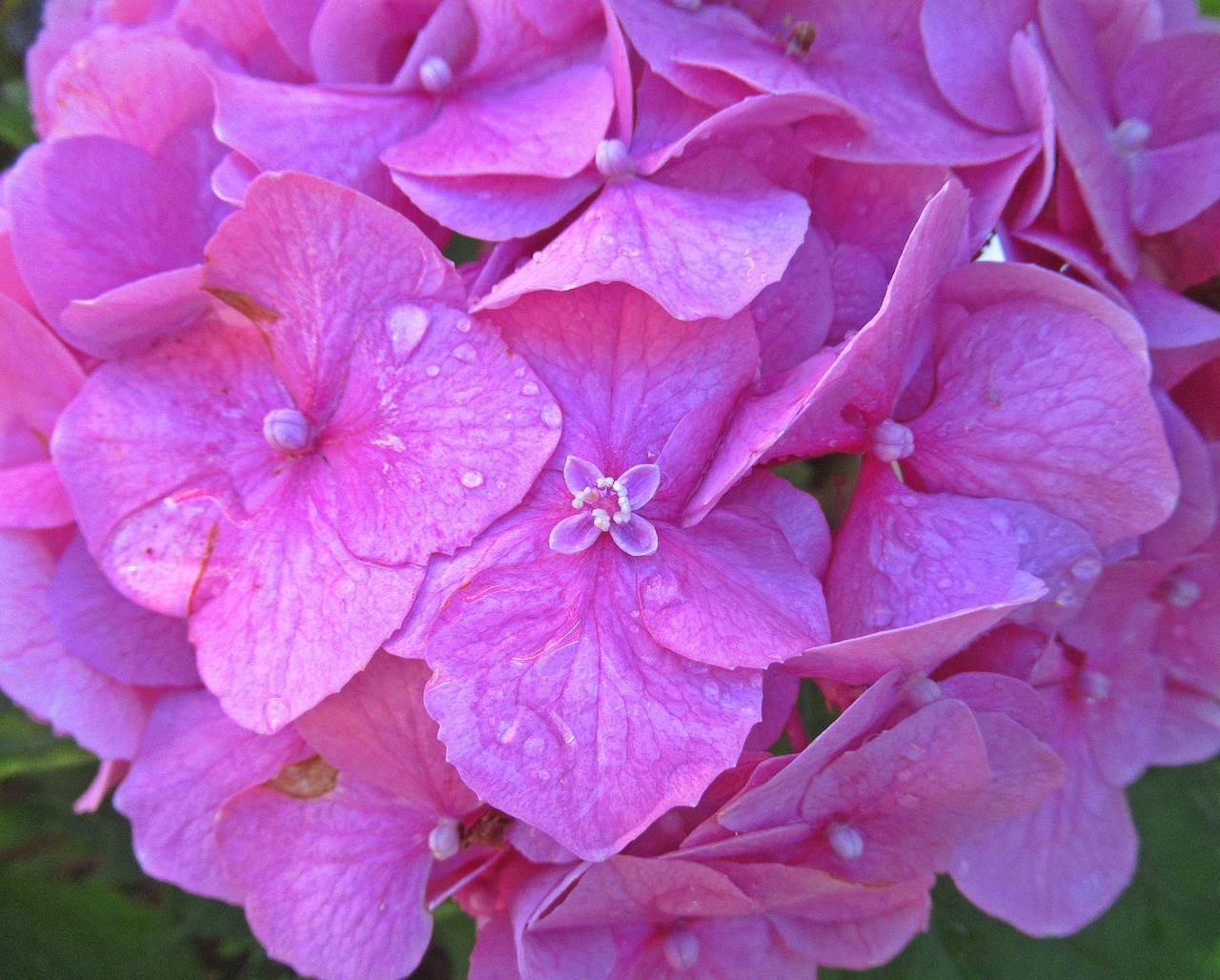 flower  hydrangea  petal free photo