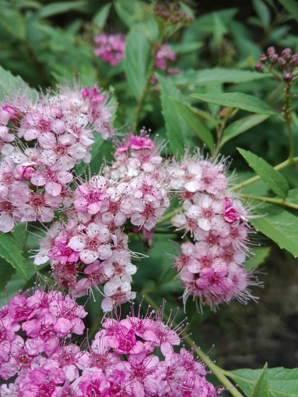 flower  pink  summer free photo