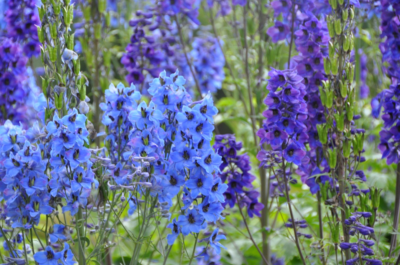 flower  blue purple  garden free photo