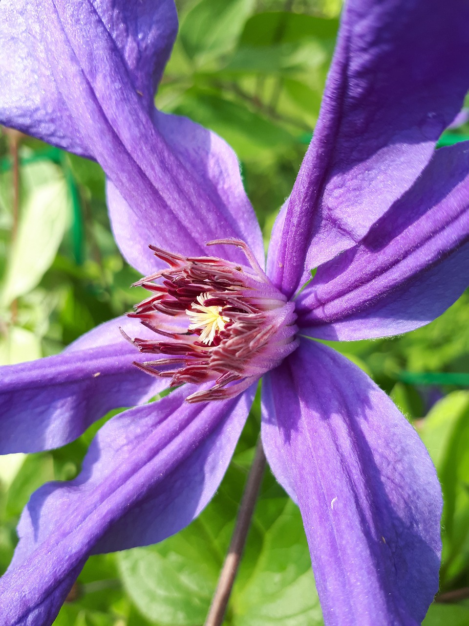 flower  clematis  macro free photo