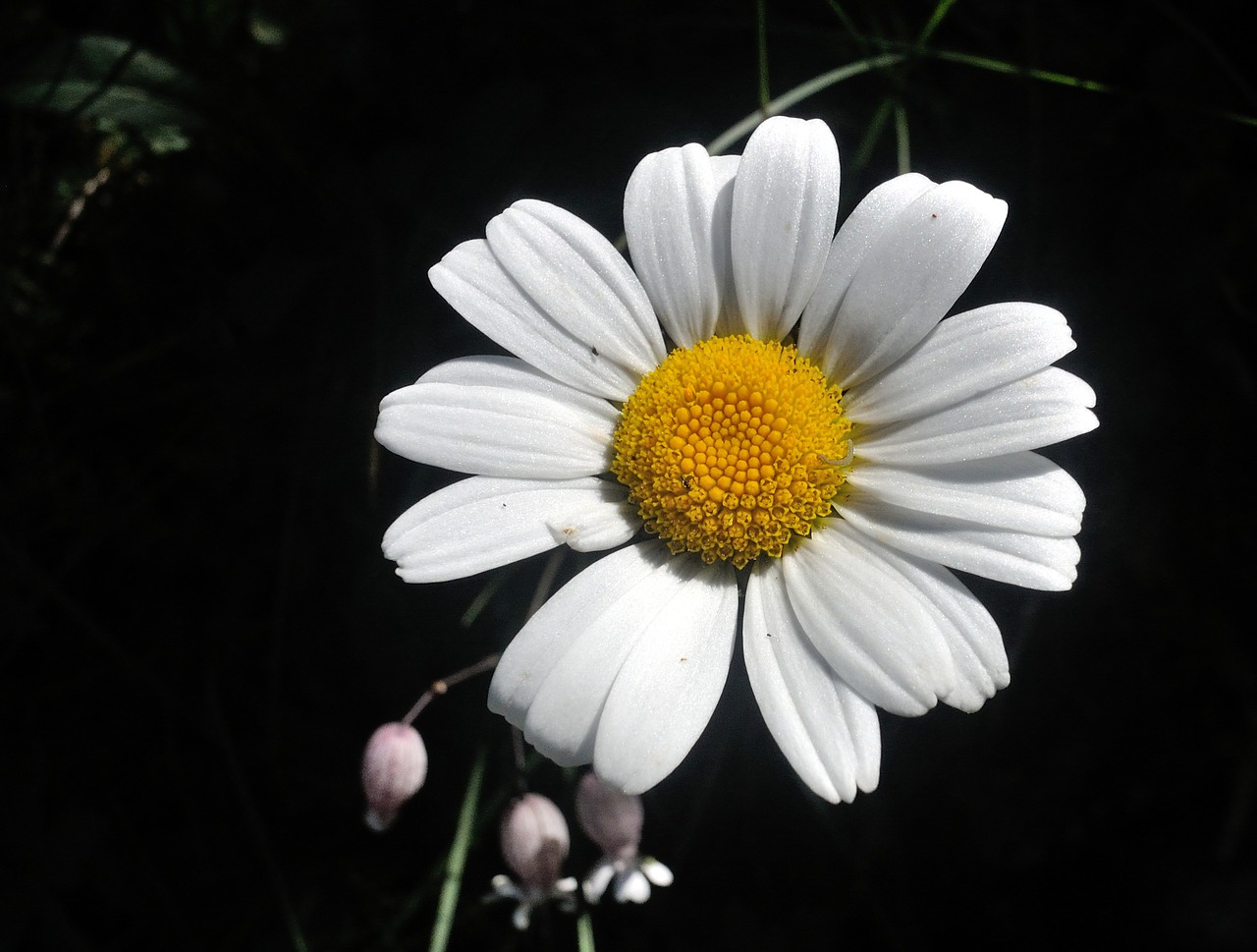 flower  margarite  nature free photo