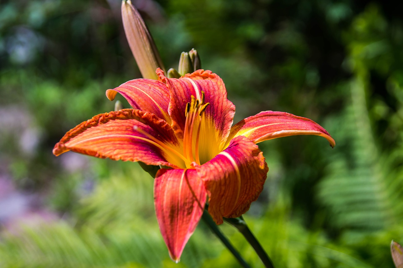 flower  lily  flora free photo