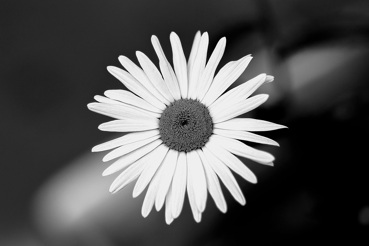 flower  garden  black and white free photo