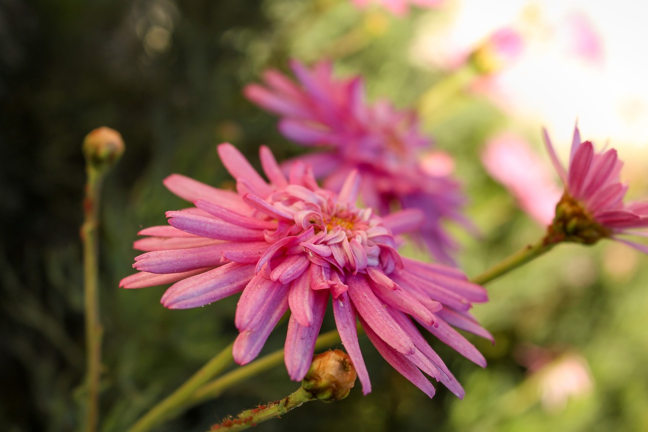 flower  rosa  nature free photo