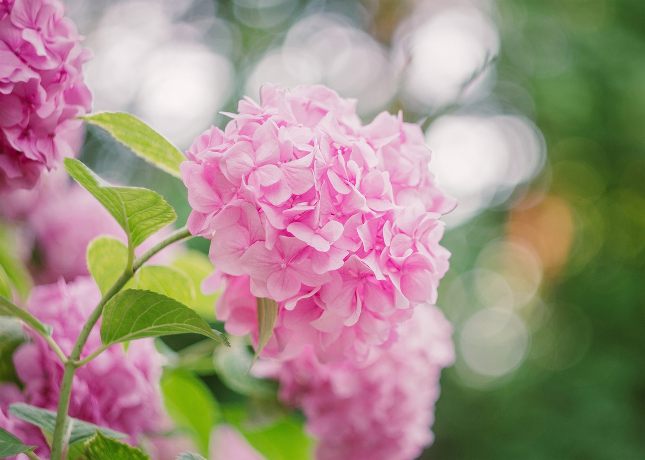 flower  pink  summer free photo