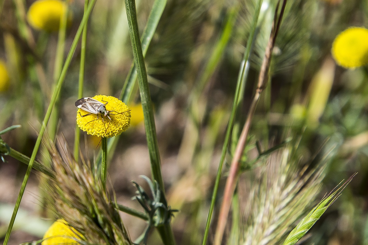 flower  insect  nature free photo