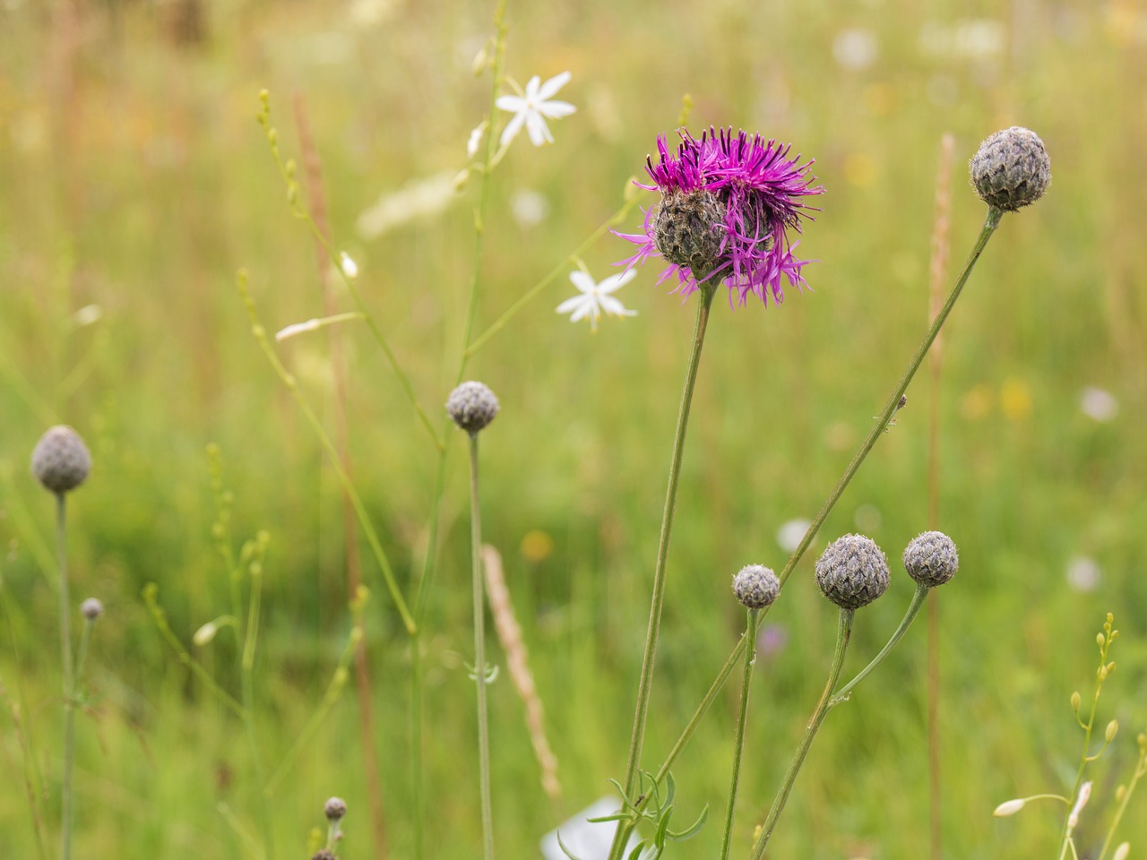 flower  meadow  flora free photo