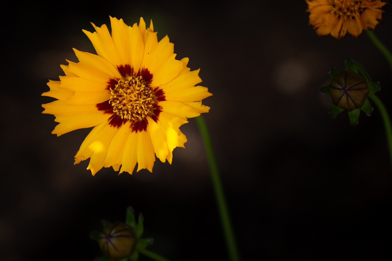 flower  yellow  yellow flower free photo