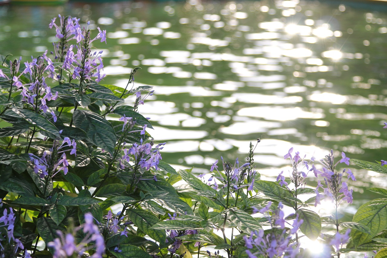 flower  water  nature free photo