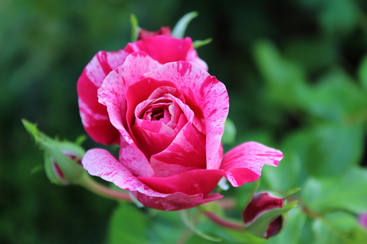 flower  rose  garden free photo