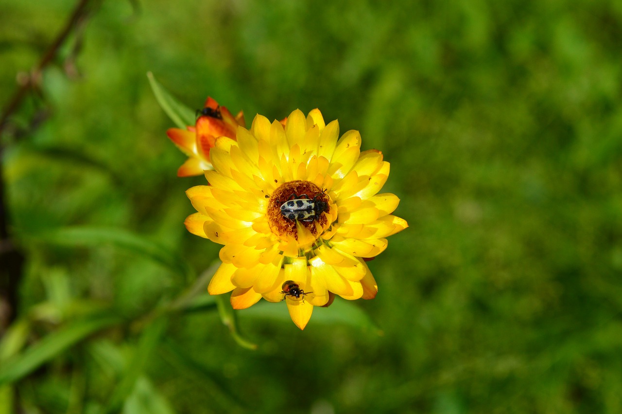 flower insect garden free photo