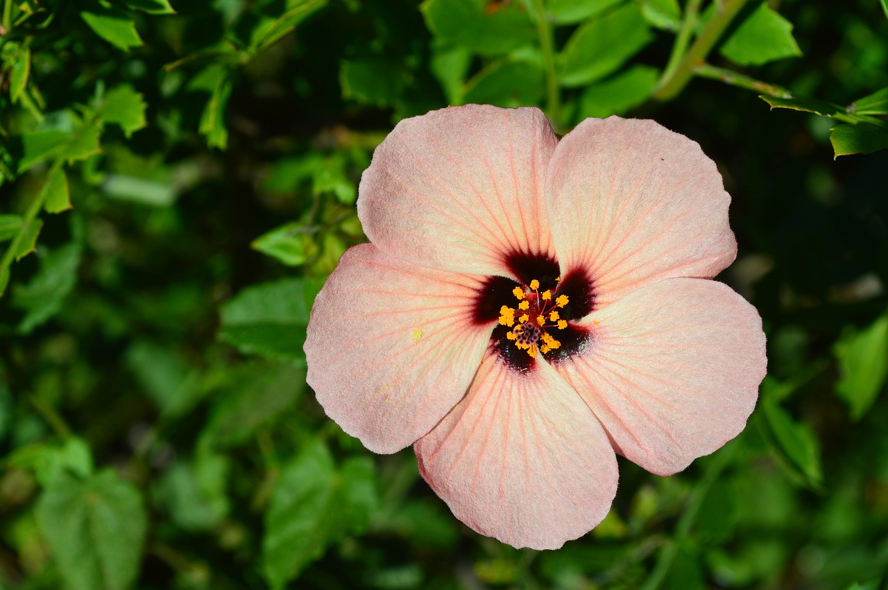 flower plant flora free photo