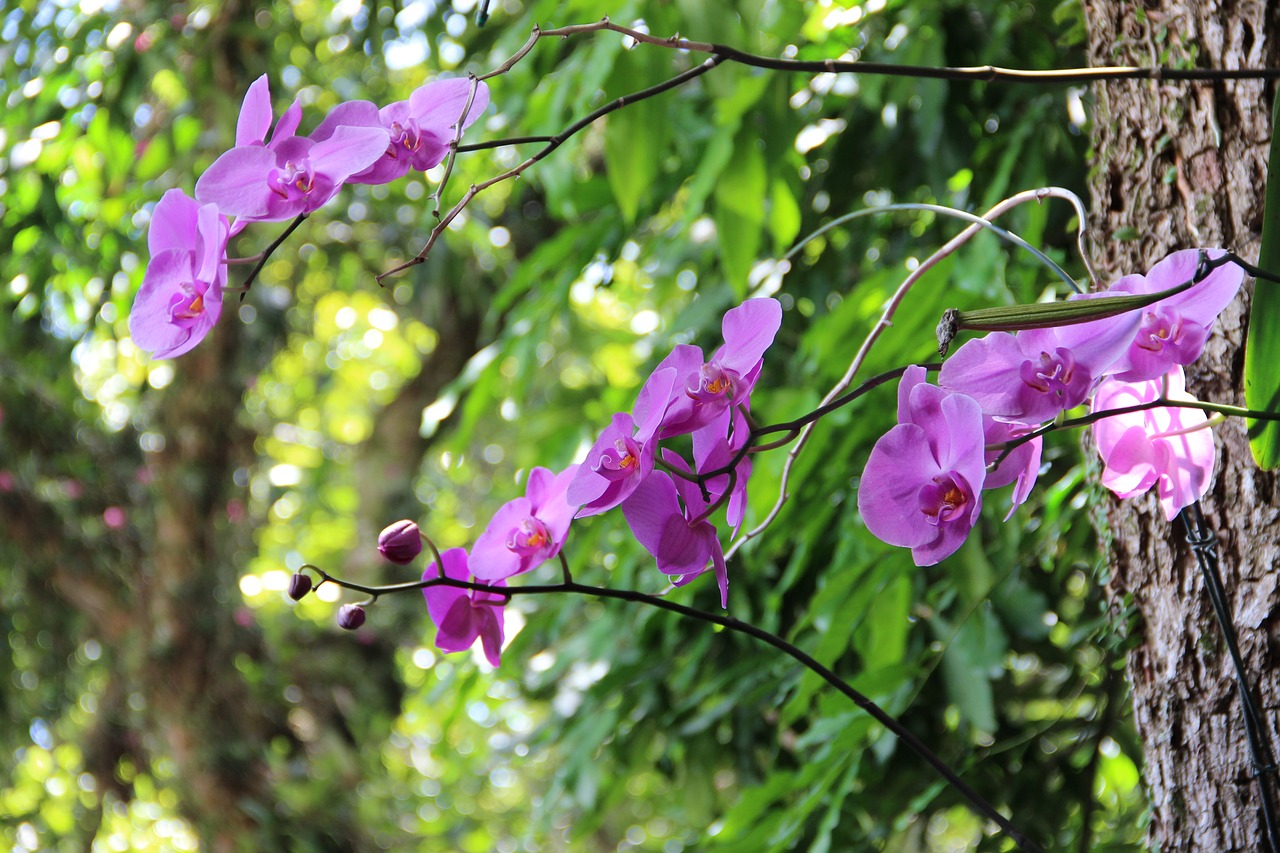 flower  forest  nature free photo